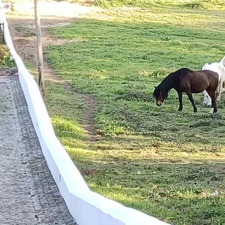 Farm stay Quinta De Sant'ana *